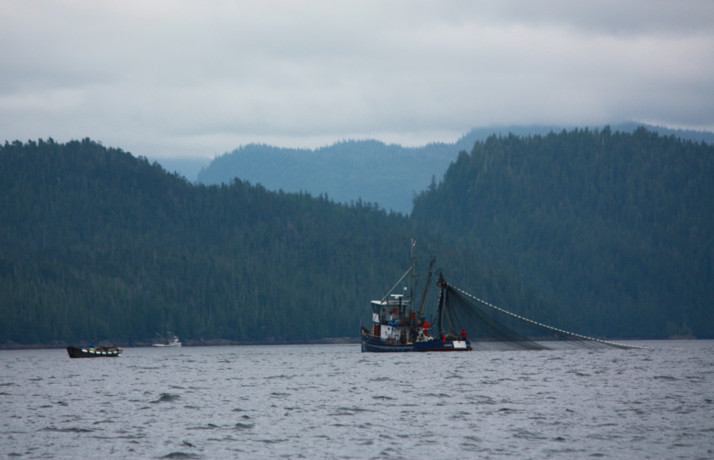  Whales were not the only wildlife at Orcas Cove, with the record pink salmon runs, we got to watch the Purse Seiners fishing at the point in August. 