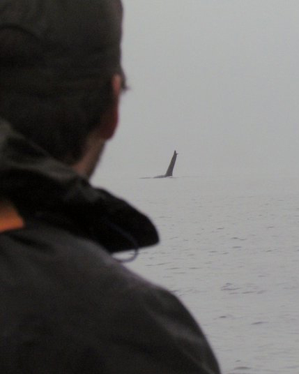 Our lead guide, James, watches a male orca from his kayak at Orcas Cove. Photo by Brent Buckley - Thank you! 