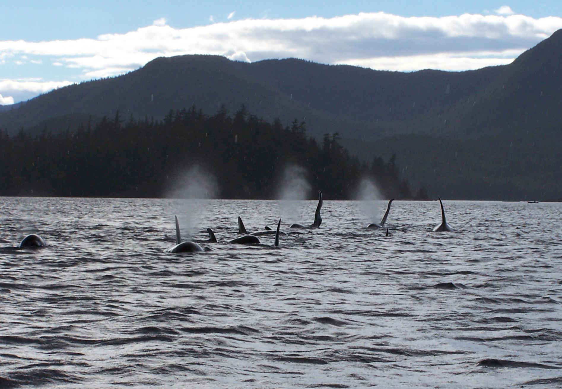  In September 2004, there was a meeting of several of the Northern Resident pods at Orcas Cove. It was an amazing day on the water with more than 30 orcas sighted.    
