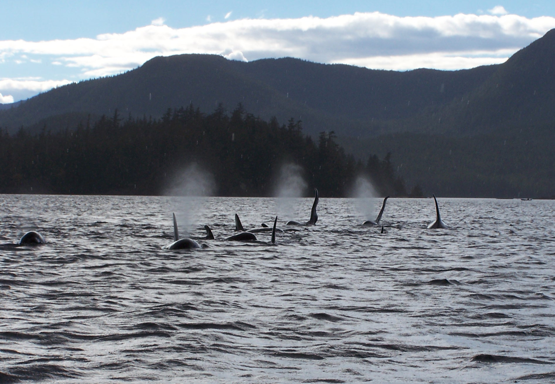 Kayaking Ketchikan  Southeast Sea Kayaks