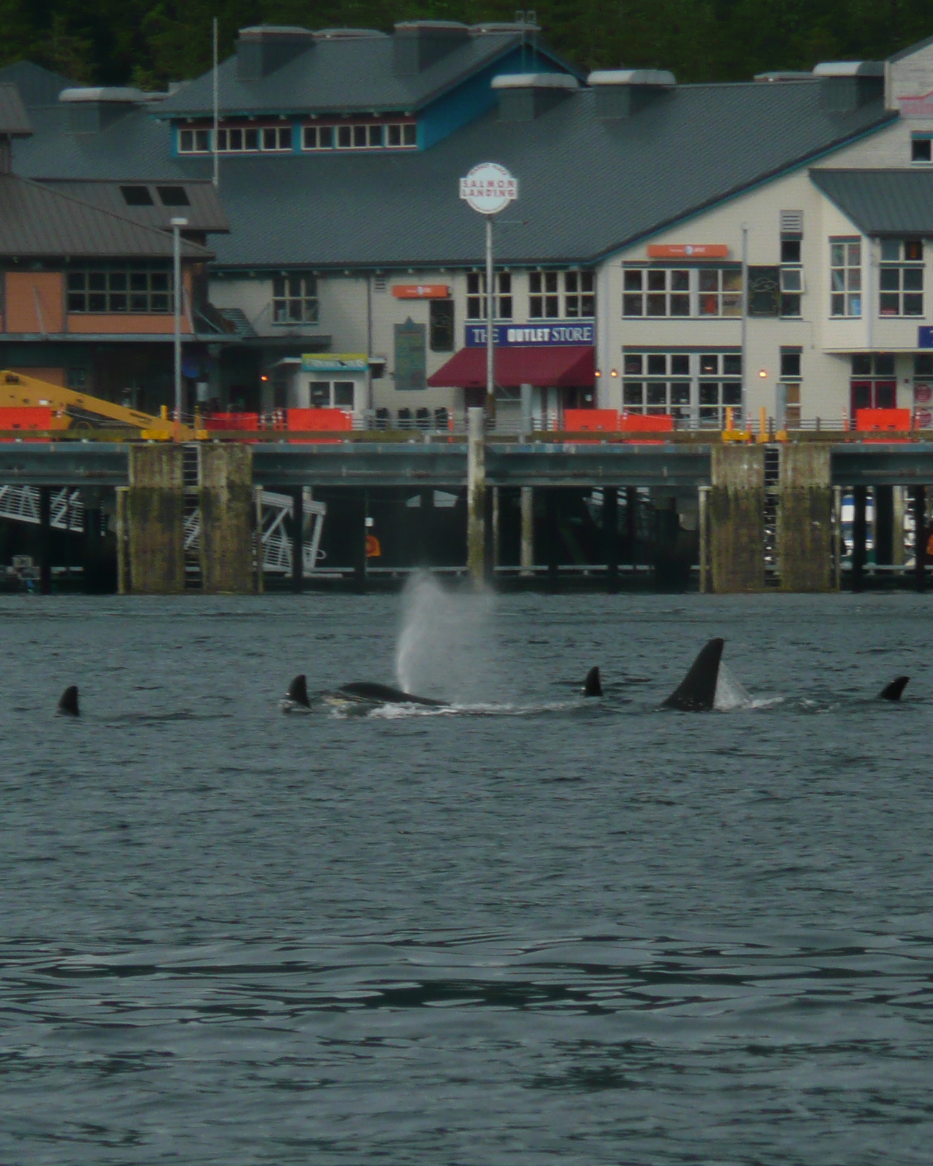  We never know when the orcas will visit. Resident pods of orcas are often seen right from the dock in downtwon Ketchikan.  