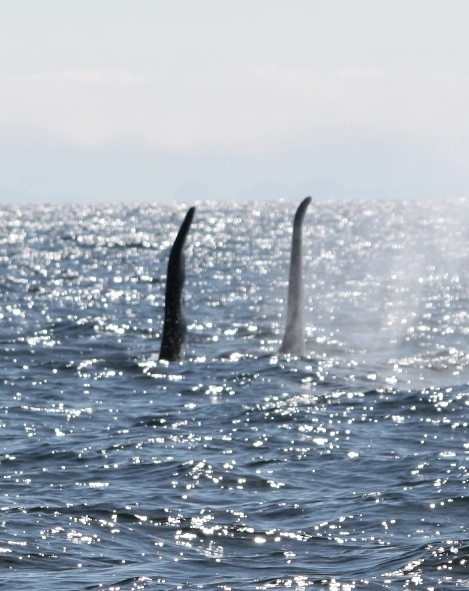 Greg took this shot of 2 male resident orcas from the boat on the way to Orcas Cove in 2013. 