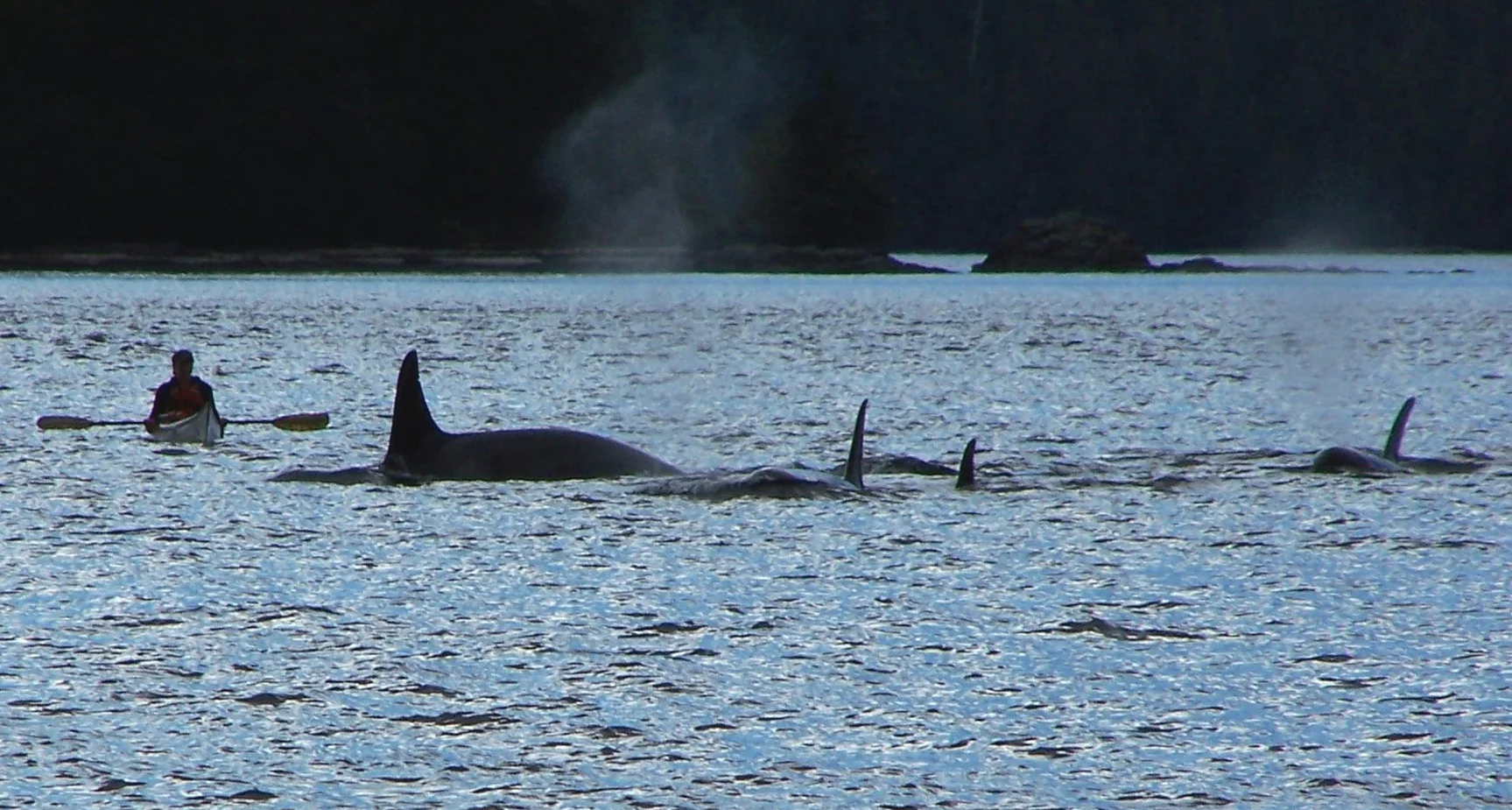 One of my best days at the "office" paddling with the meeting of pods in 2004. 