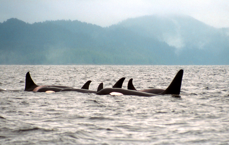  Resident orcas in George Inlet on one of Greg's daytrips in the early years of Southeast Sea Kayaks.  