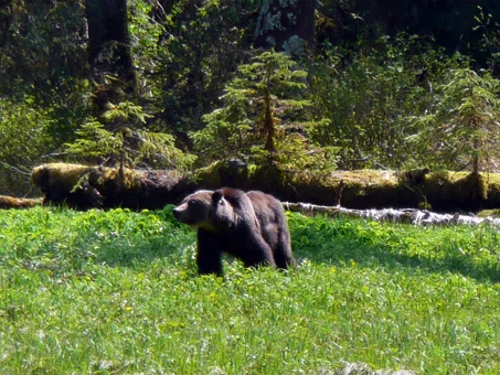 Brown Bear in God's Pocket