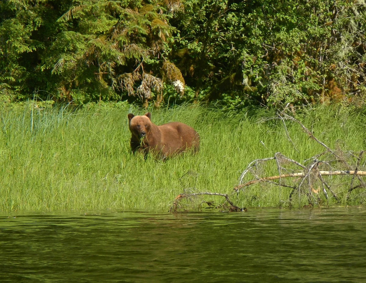 Beautiful Brown Bear