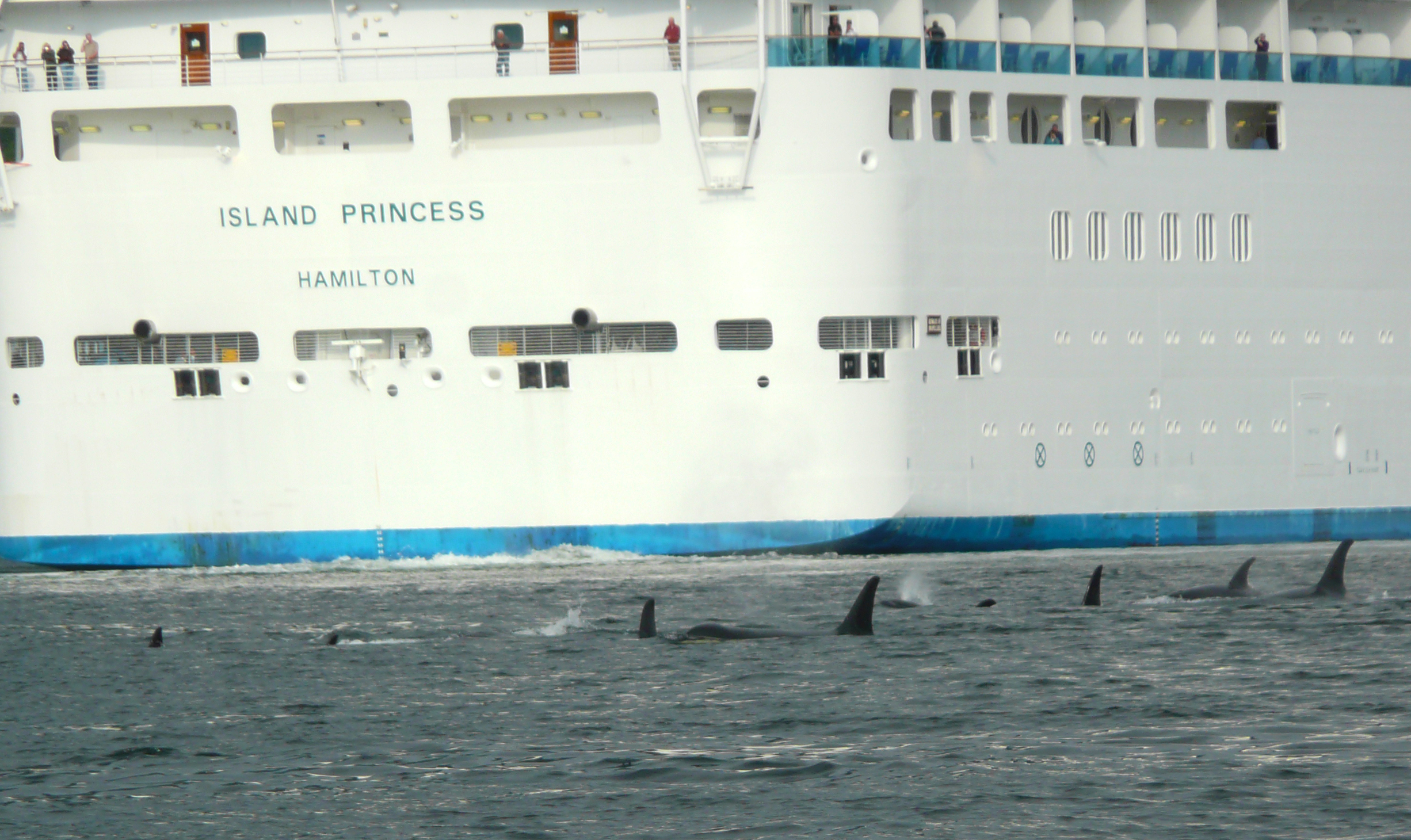  There are amazing things to be seen on cruises to Alaska. Passengers on the Island Princess watch a pod of Orcas swimming by. 