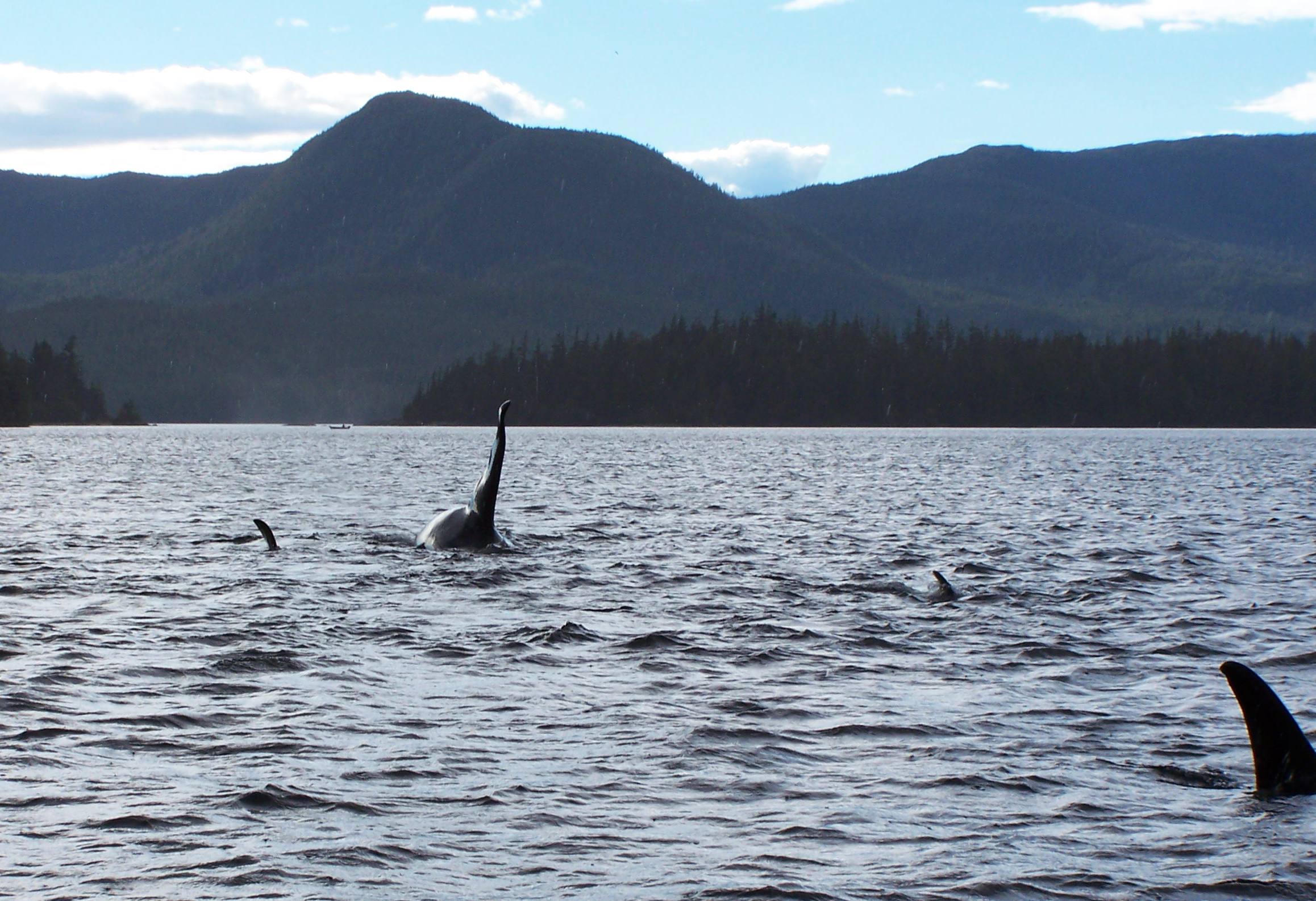  Resident orcas in Nichols Passage near the Blank Islands. 