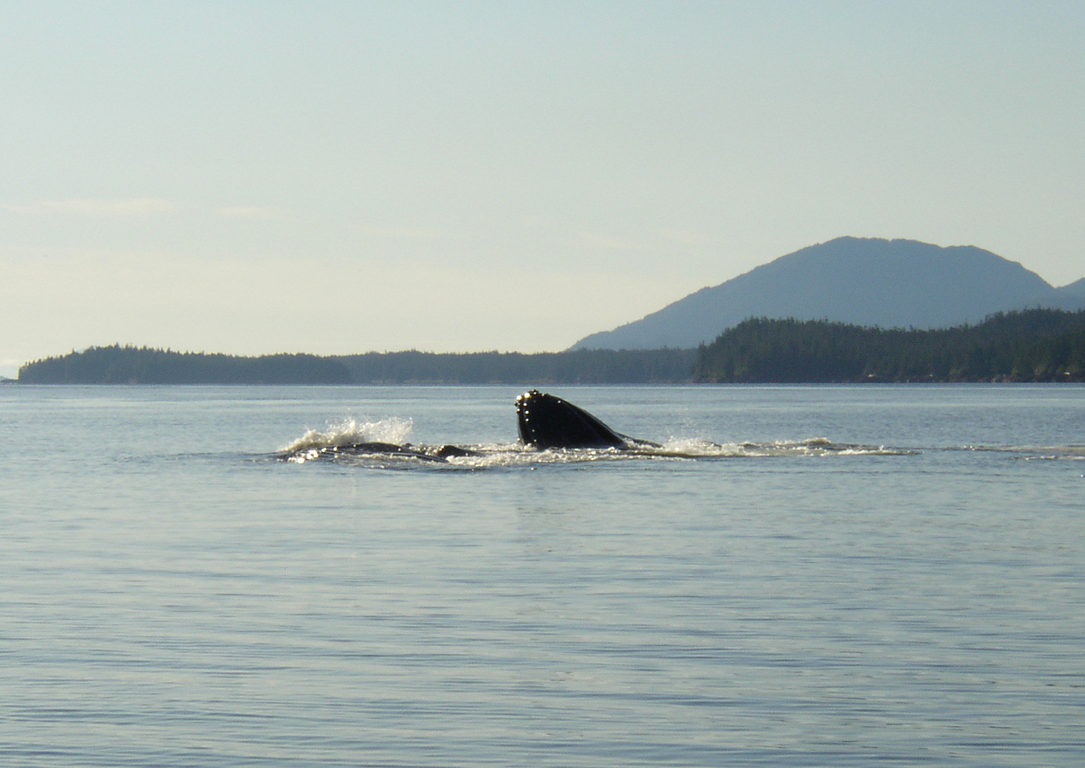  Humpback whale lunge feeding in Nichols Passage. 