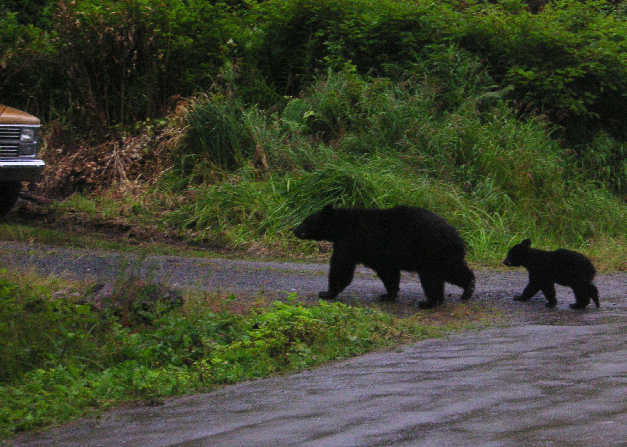  Black bears roam the town of Ketchikan, Alaska. 