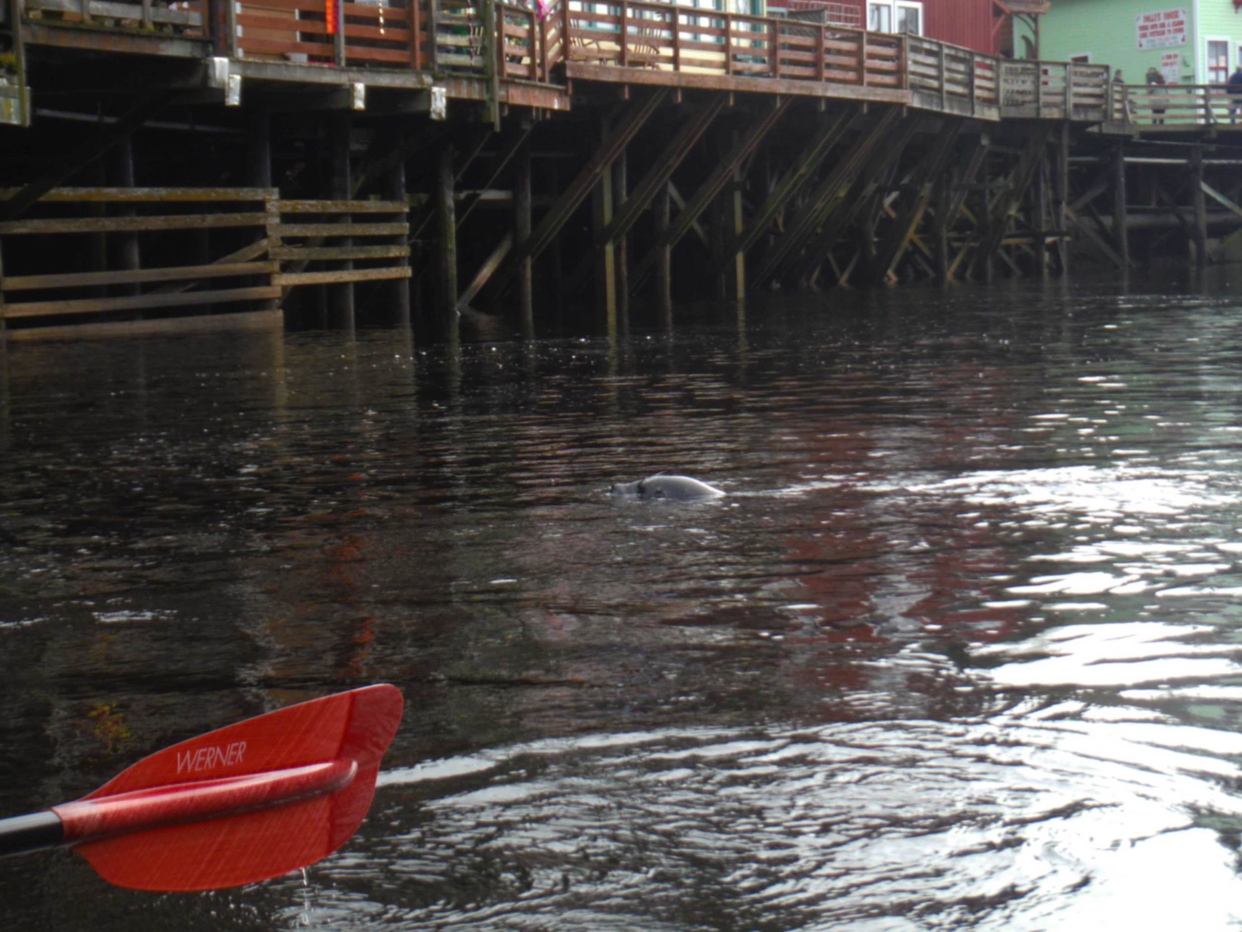  The seals are enjoying the  salmon in the Ketchikan Creek. 