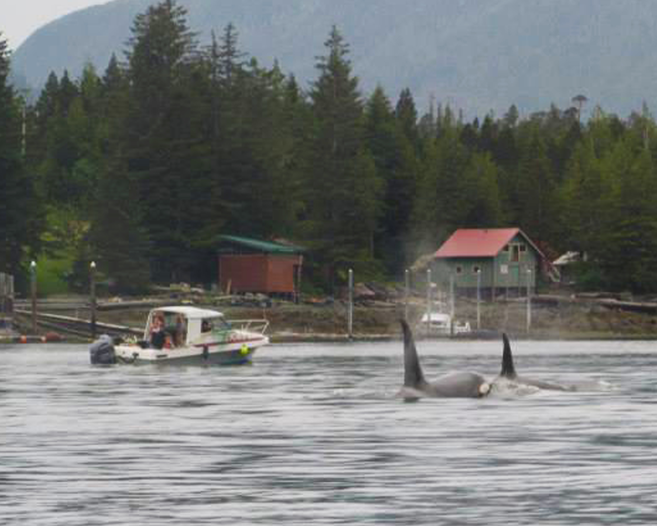  Whales are a common sight in the Tongass Narrows in front of Ketchikan. 