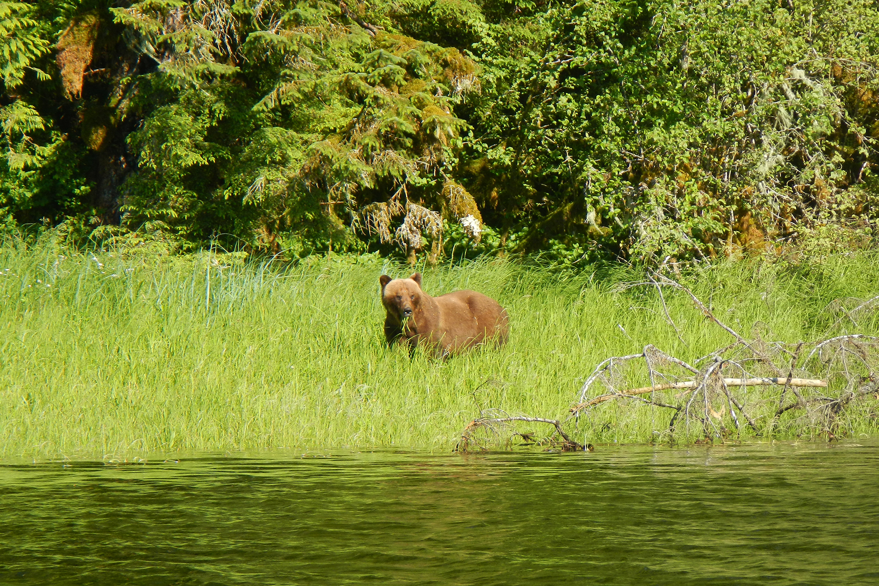  In most areas of Southeast Alaska July and August are the best months to see bears. 