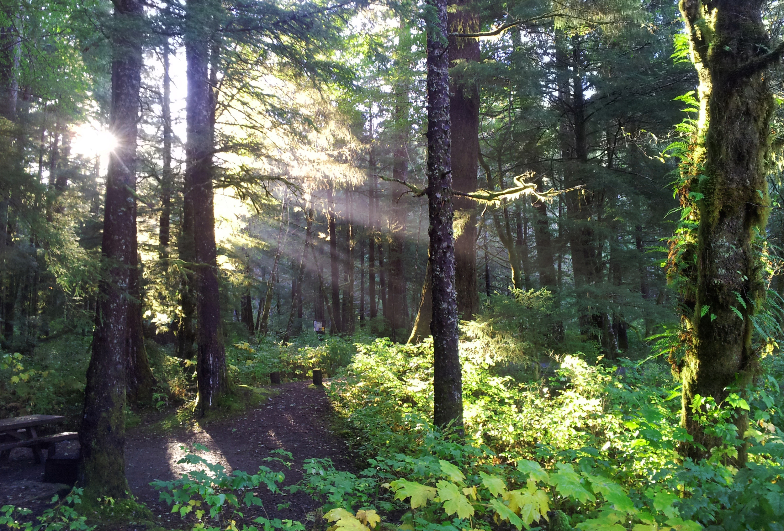  The beautiful, rainy rainforest of Southeast Alaska. 