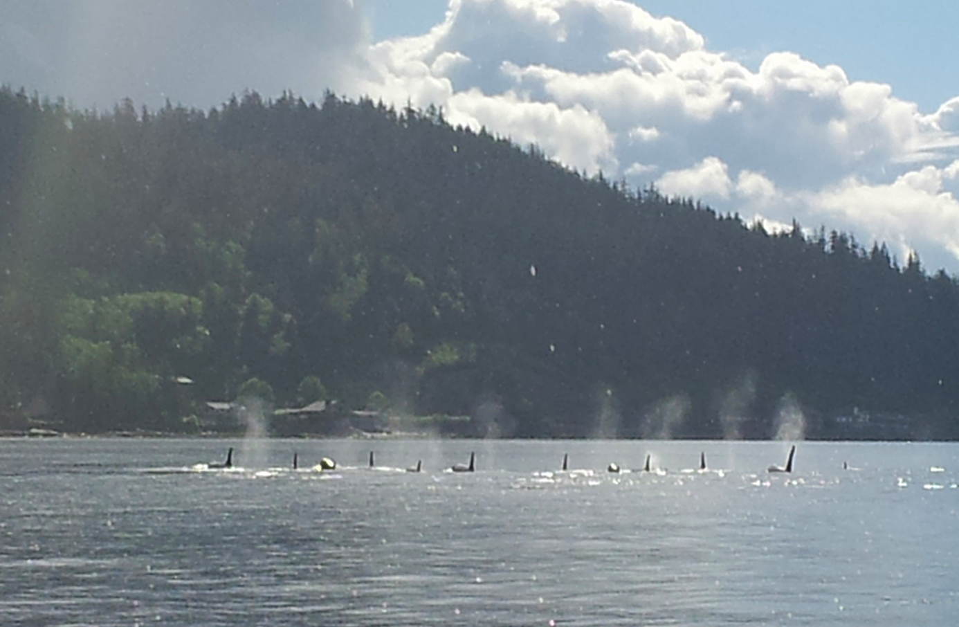  Orcas love June in Ketchikan! We spotted this group on the boat ride to Orcas Cove in June 2014. 