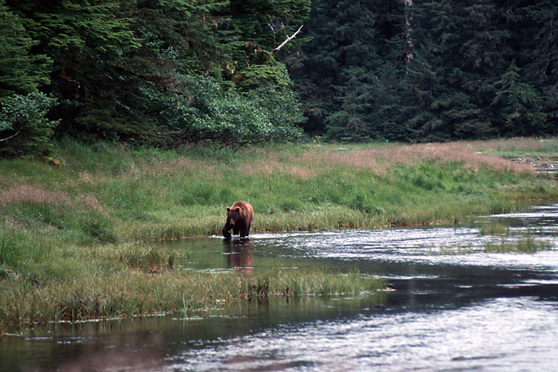  Brown bear. Photo by Dan Kiely. 