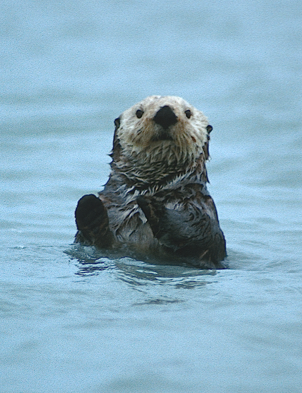  Yes! Sitka really does have sea otters. Adorable otter photo by Dan Kiely. 