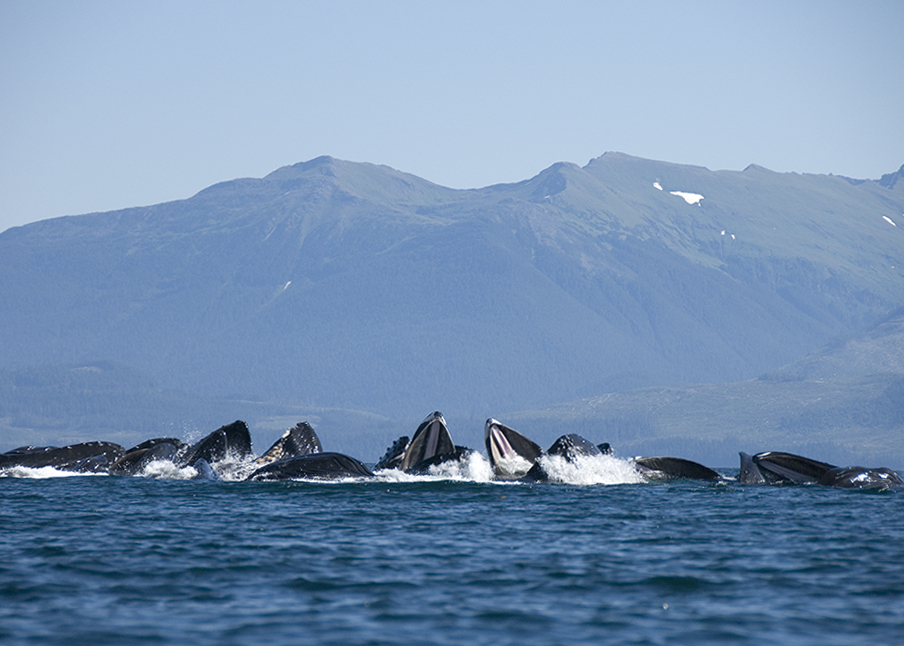  Humpback whales bubble feeding. Dan Kiely spends days camping and kayaking each summer to get his amazing whale images. Photo by Dan Kiely. 