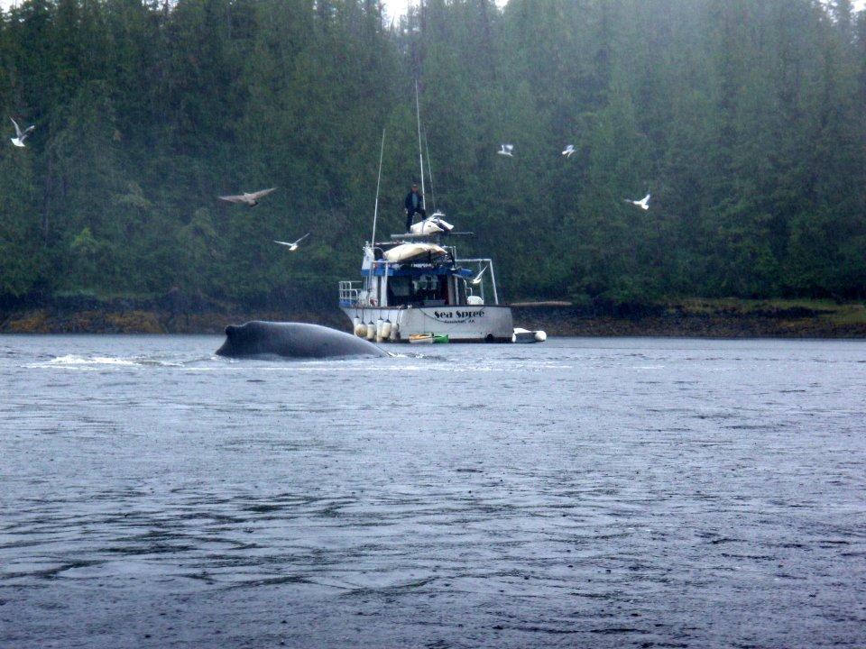  Captain Rob watches a humpback whale surface in Orcas Cove in 2011 - a great year for humpbacks. 