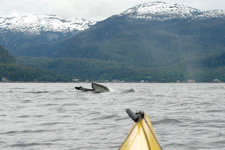  12 years of amazing encounters with wildlife! Kendra Sharp took this great shot of a humpback whale at Orcas Cove in 2011. 