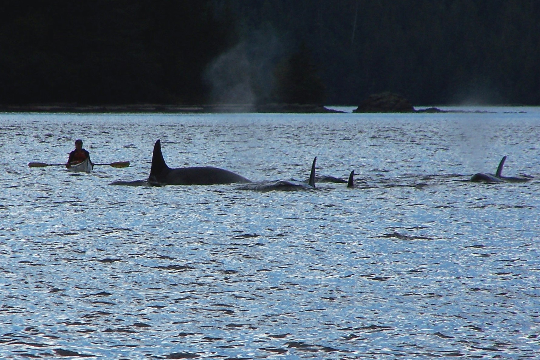  My favorite day at Orcas Cove: an encounter with several pods of Orcas in September 2005. 