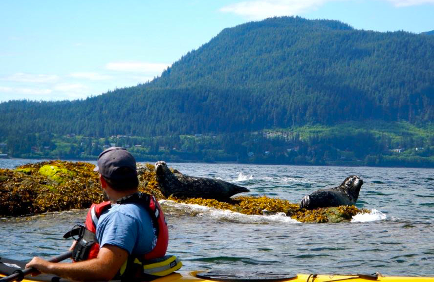  A guest sent us this great photo of guide, Adam, and seals on the rocks at Orcas Cove. 