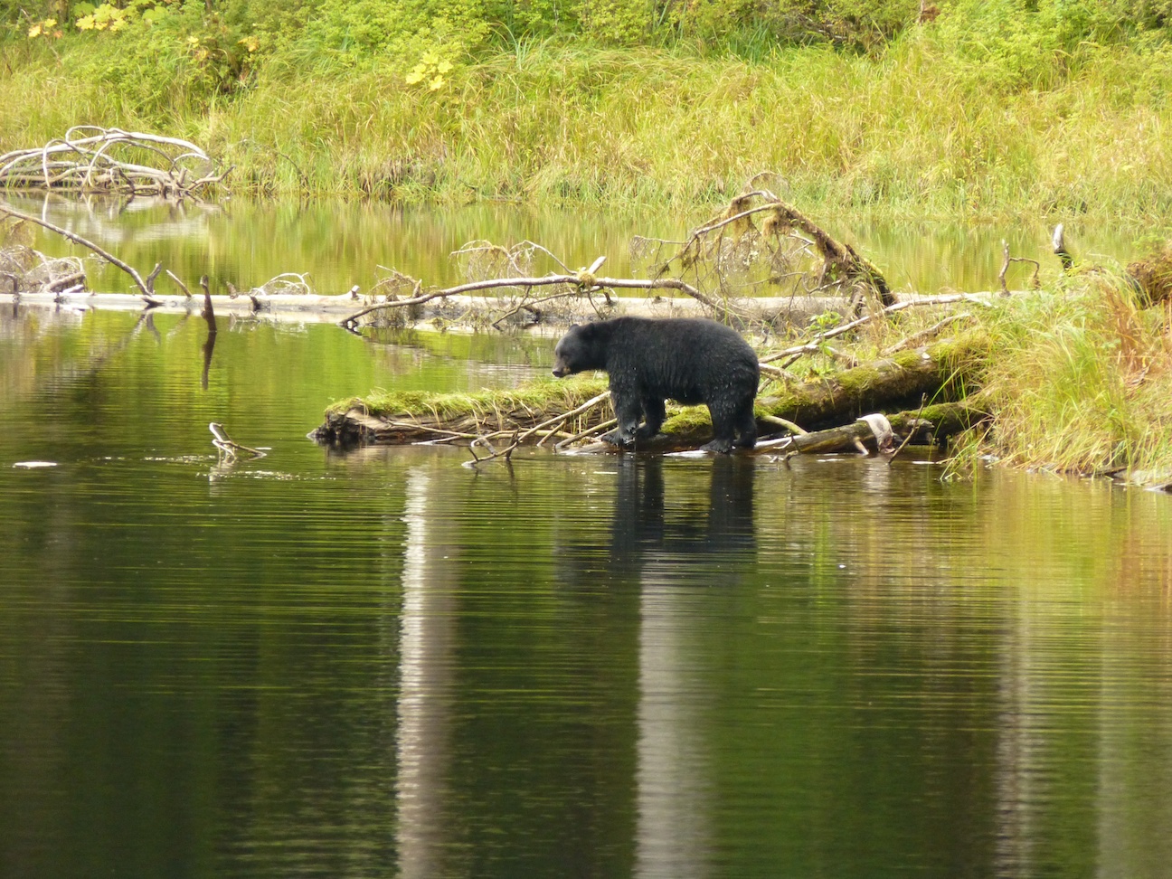  Bears viewing tours are available in many ports on the Alaska Cruise. 