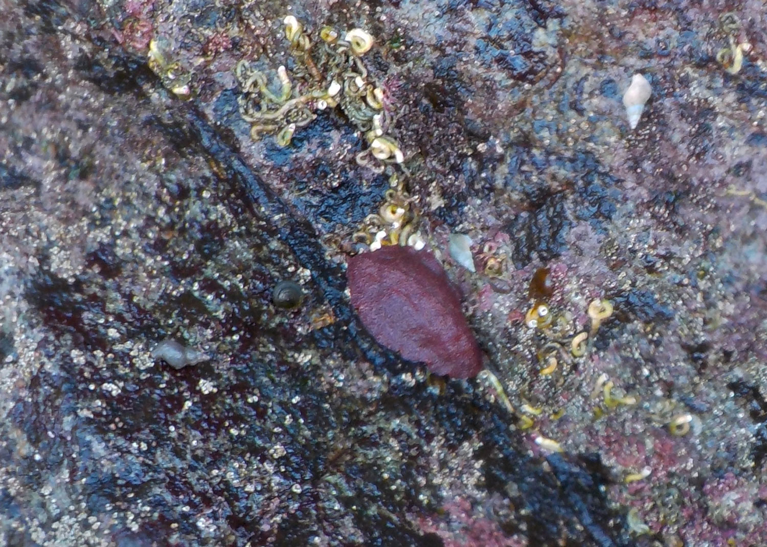  Giant Pacific chiton , also known as a gumboot, surrounded by tube worms , limpets and whelks. 