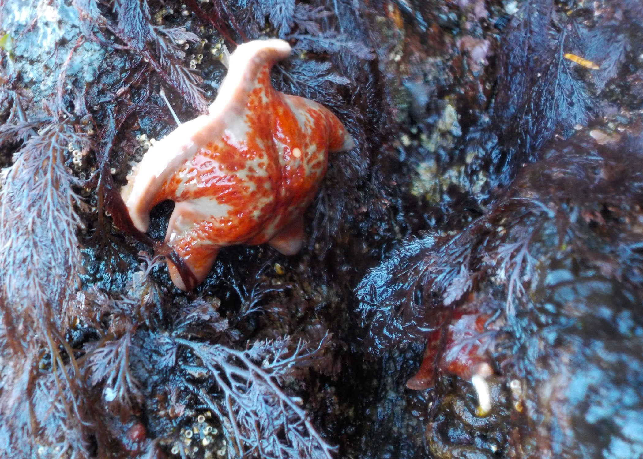  Leather stars amongst the kelp in the intertidal zone at Orcas Cove. 