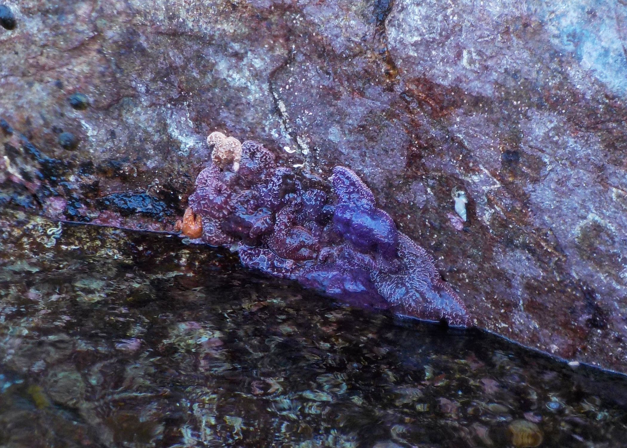  Ochre stars , or purple stars, are often found clustered together in the intertidal zones of Southeast Alaska. 