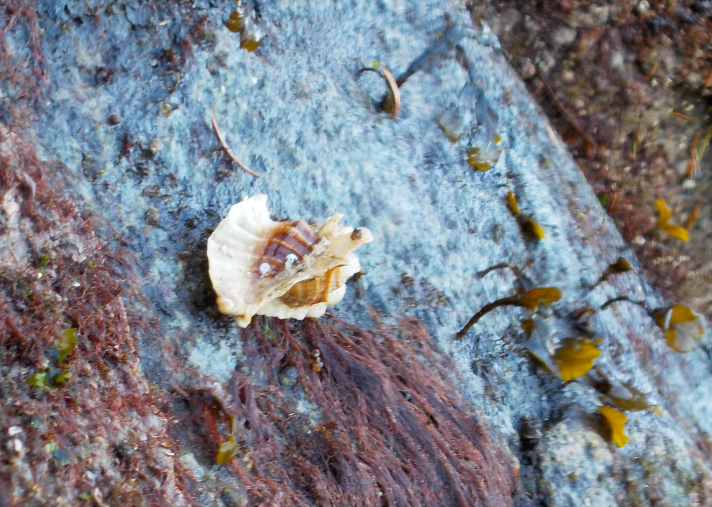  This whelk, a leafy hornmouth , can bore through the shells of its prey with its radula. The radula is a tongue-like structure unique to mollusks. 
