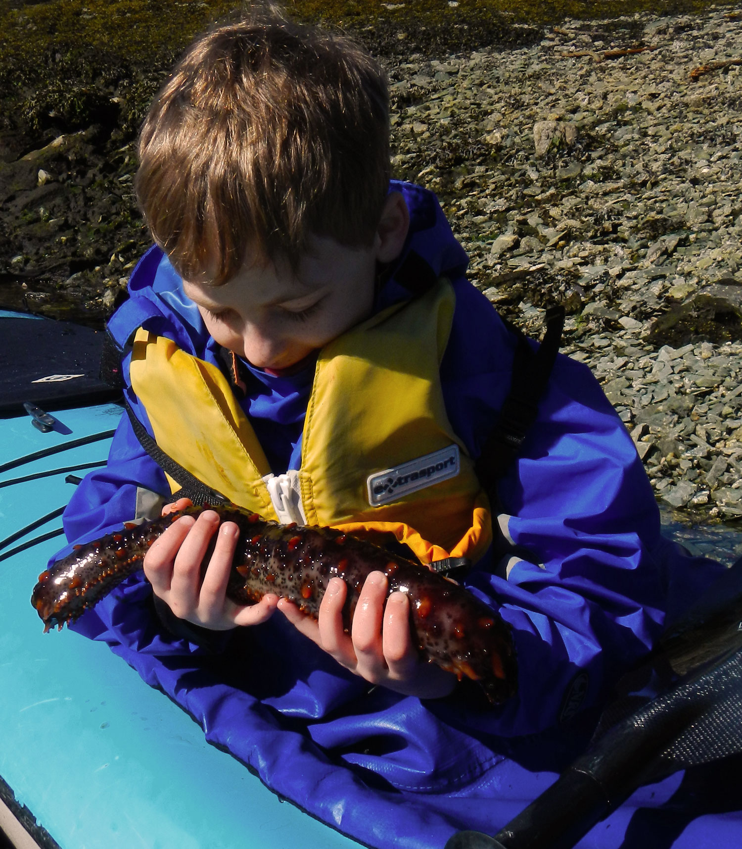  Declan examines a sea cucumber in Snow's Cove on the Ketchikan Kayak tour. 