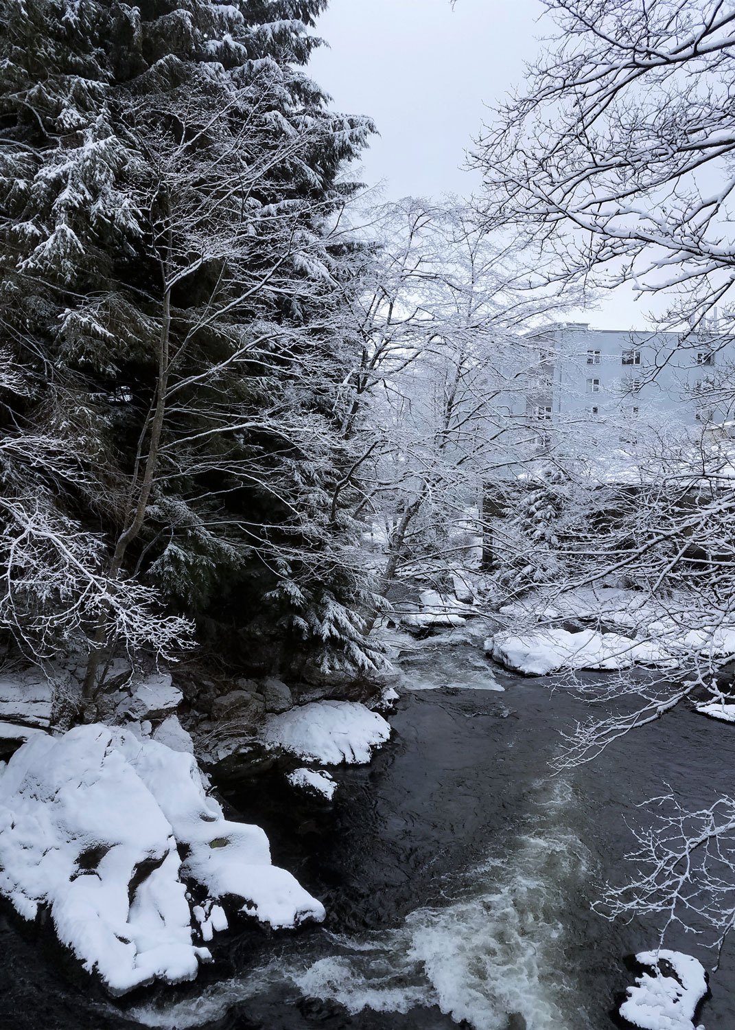  The Ketchikan Creek runs through the heart of downtown 