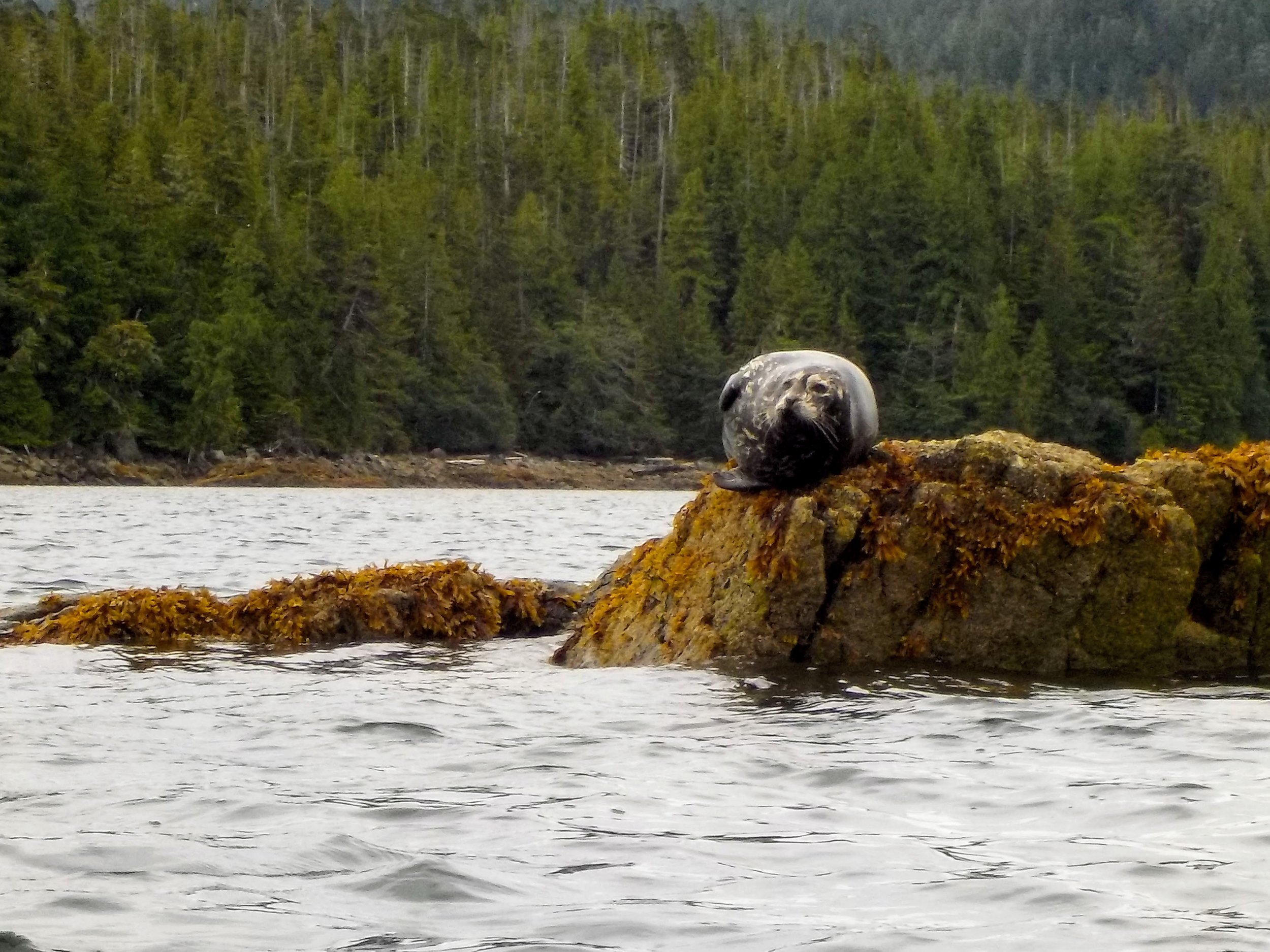  Seal on the rocks at Orcas Cove. Meeting animals in their natural environment is one of the great joys of sea kayaking.  