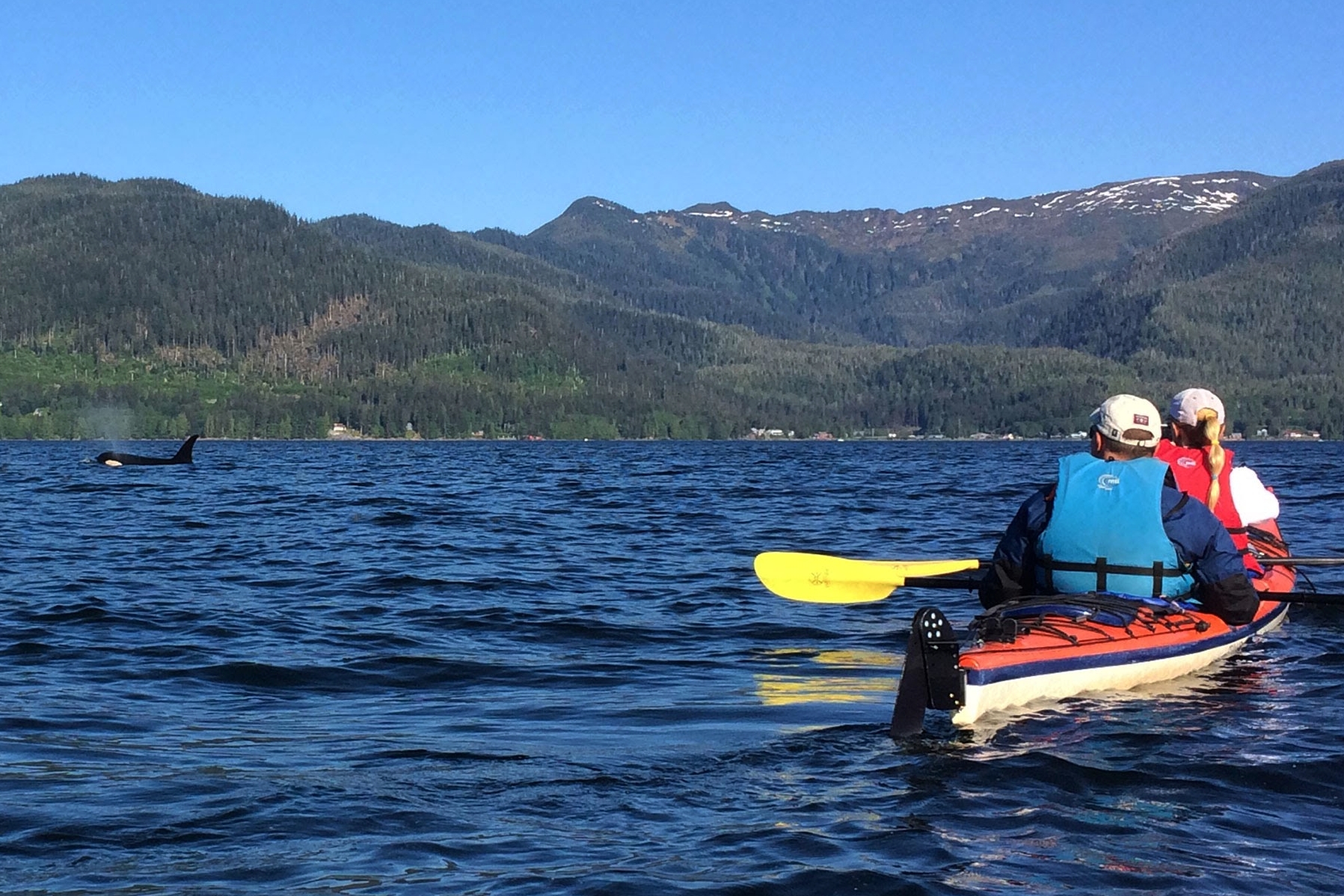  We often see orcas on our tours from late May through early September - it's an unforgettable experience! 