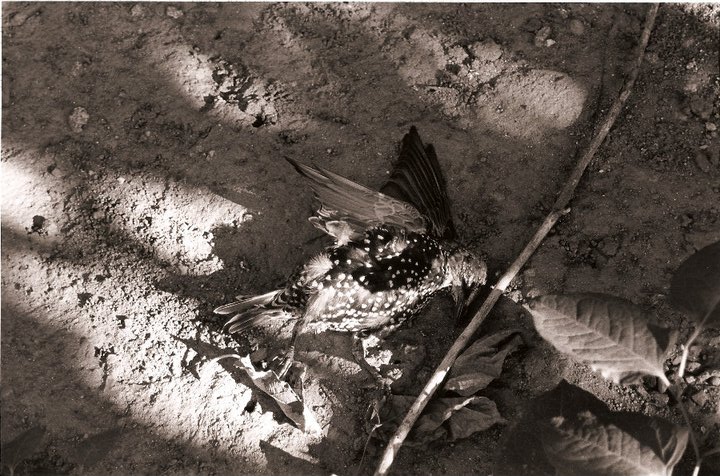 Bird.jpg