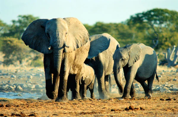 Elephant