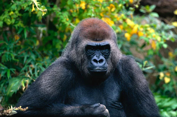 Gorilla