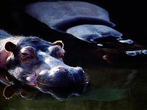 Hippo