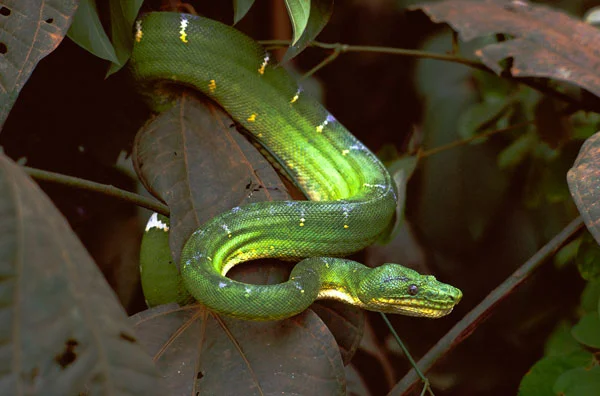 Snake