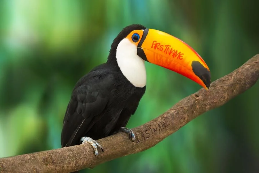 Toucan