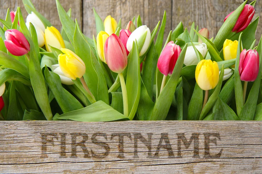 Tulips