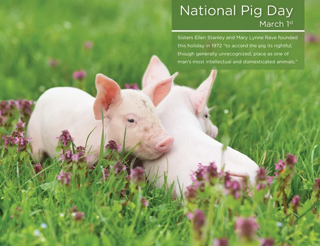 03 - Pig Day