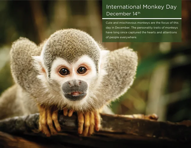 12 - Monkey Day