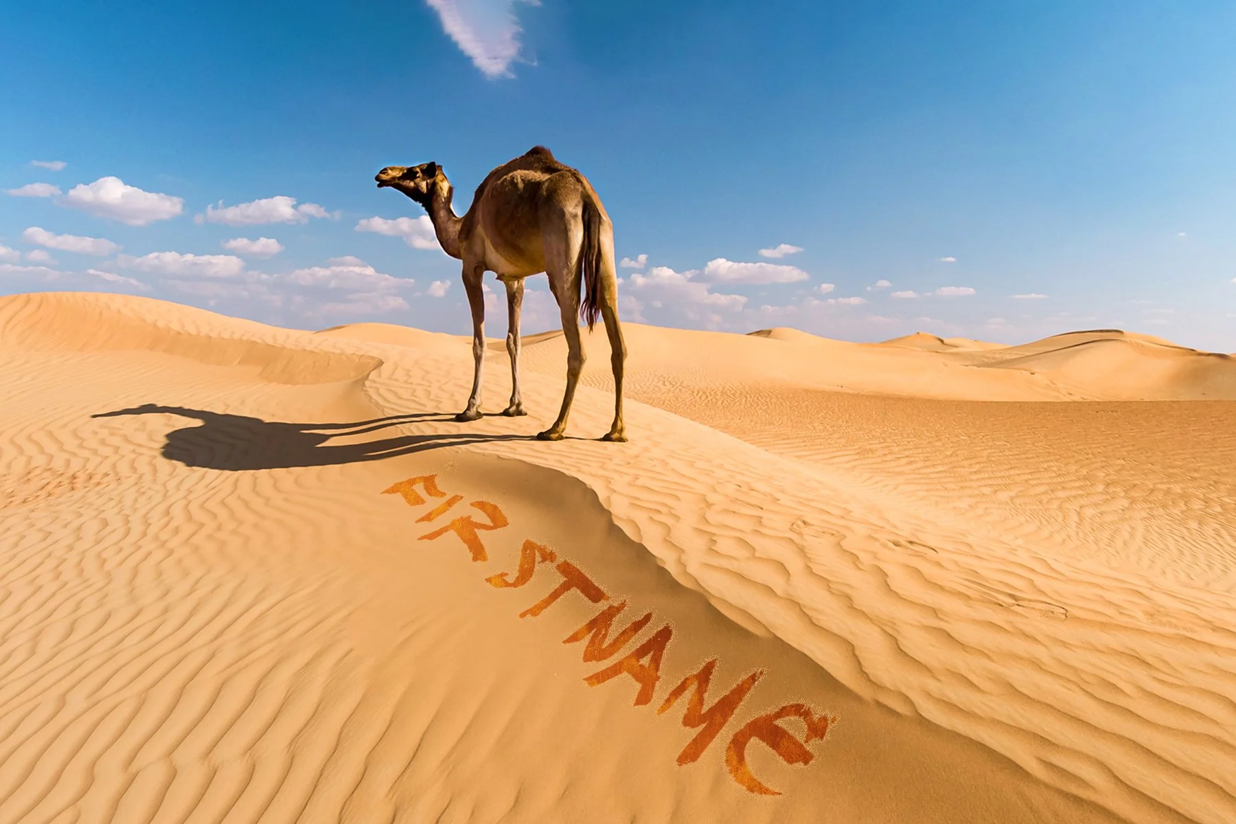 Camel