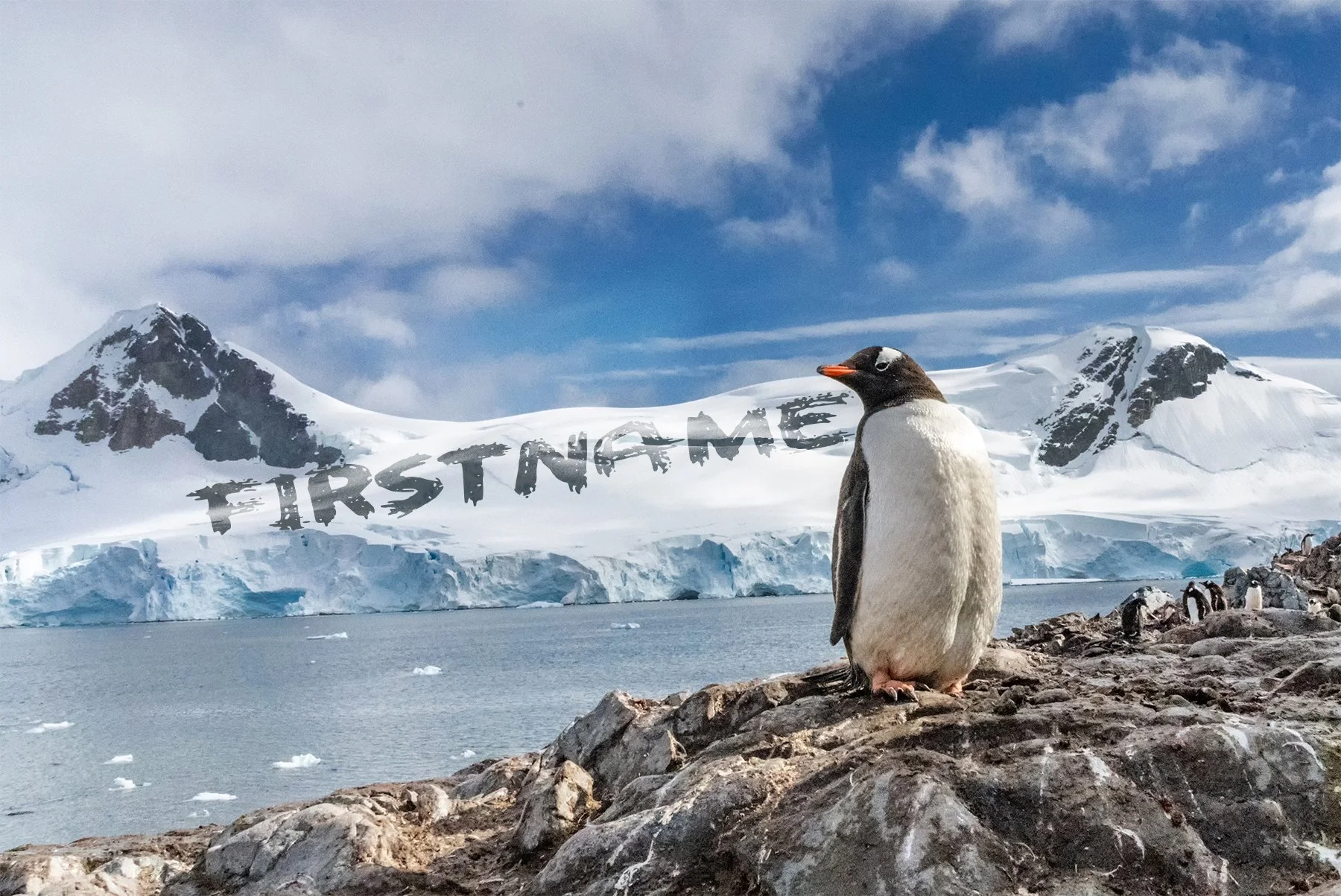 Feb - Penguin