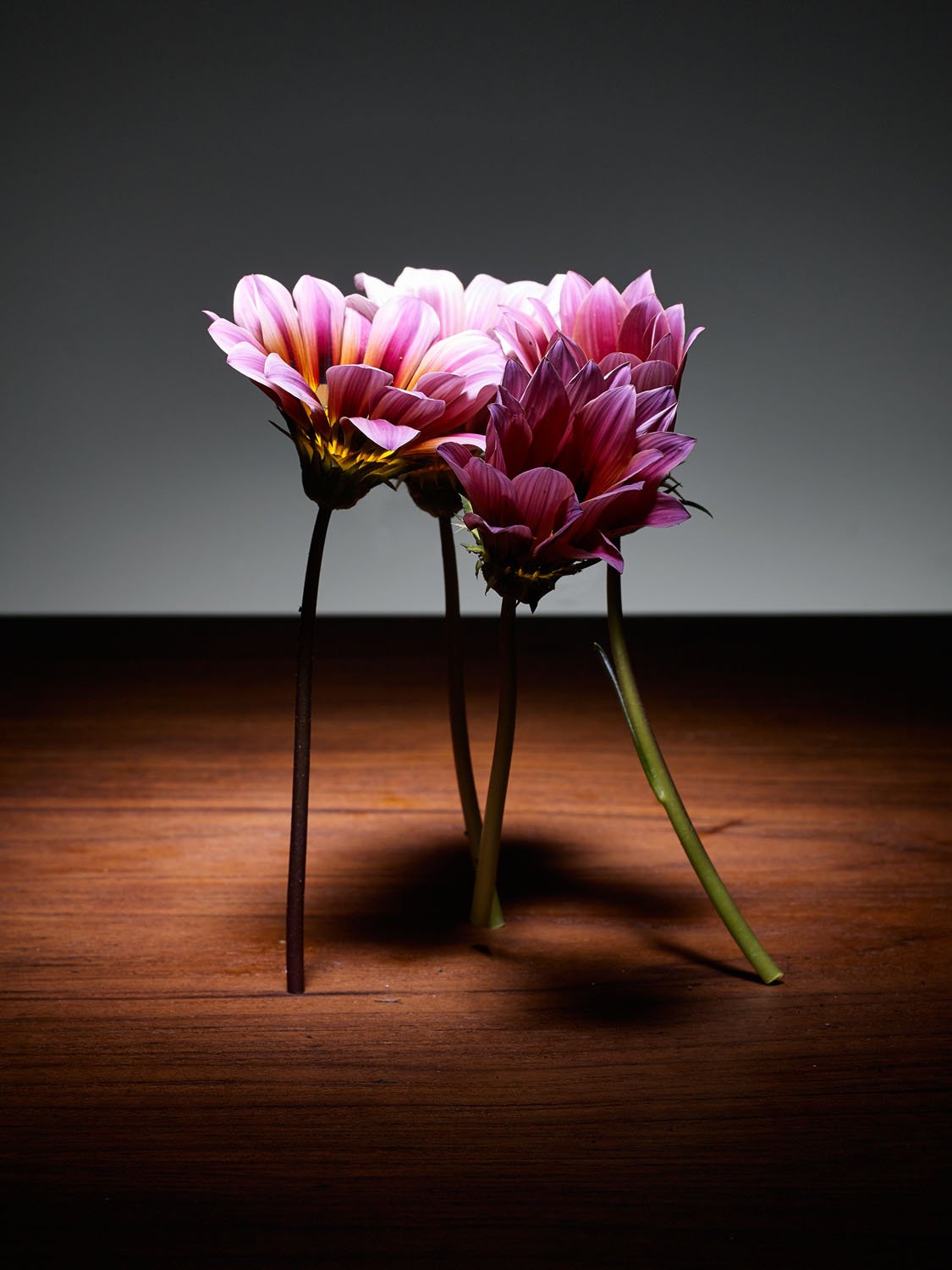 2015.02.10_Flowers109149-Recovered.jpg