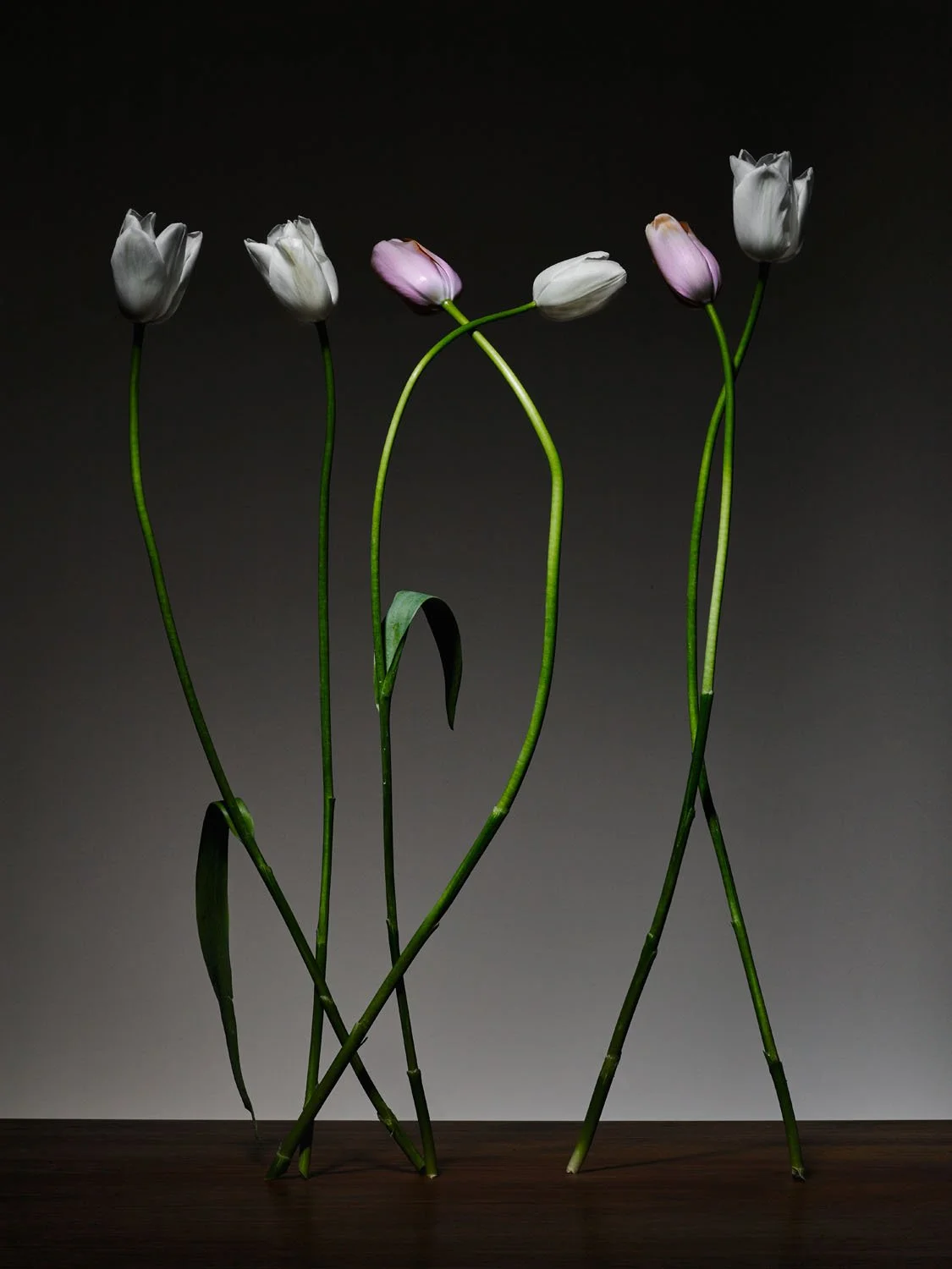 2015.02.10_Flowers109224.jpg