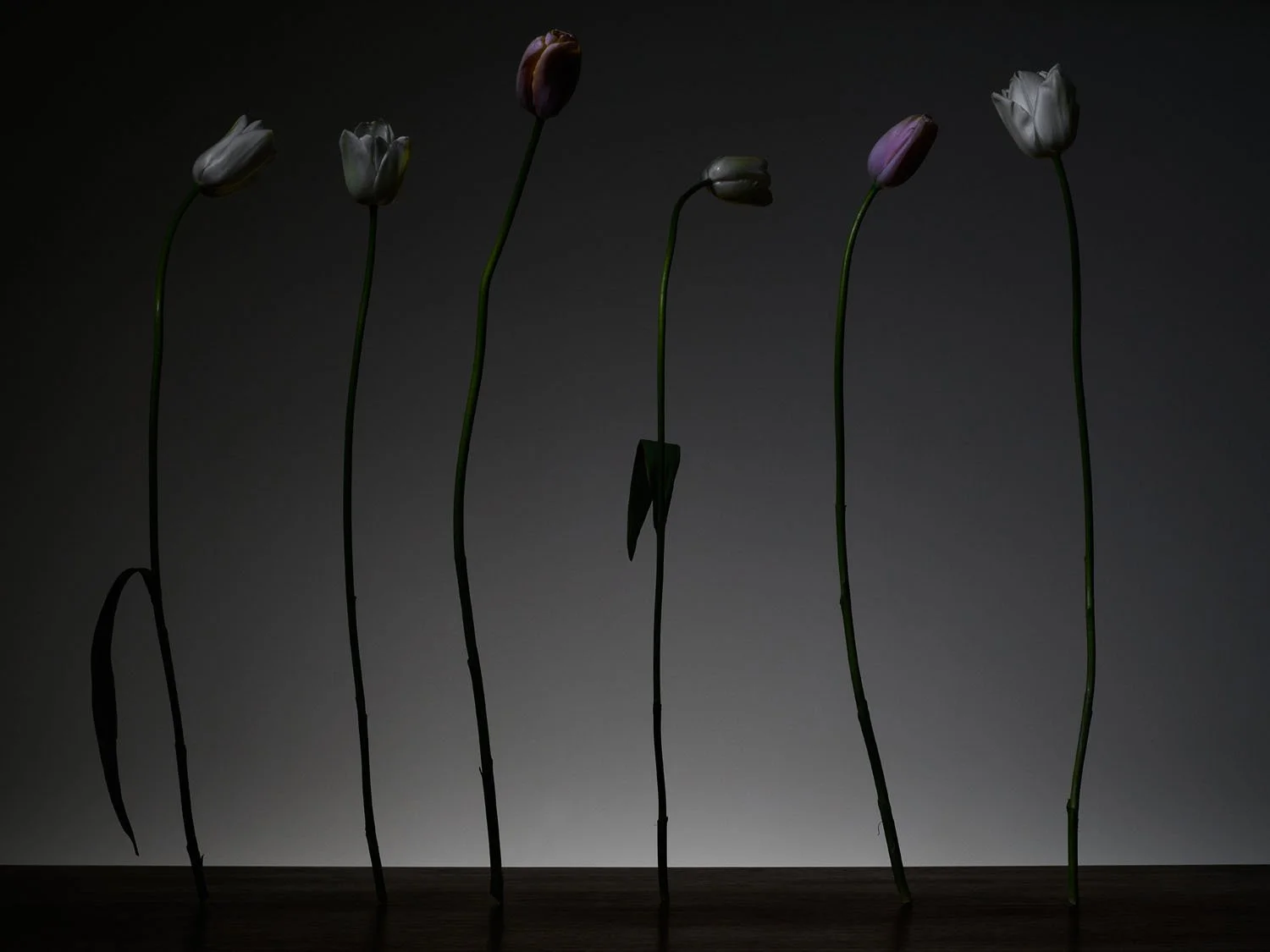 2015.02.10_Flowers109236.jpg