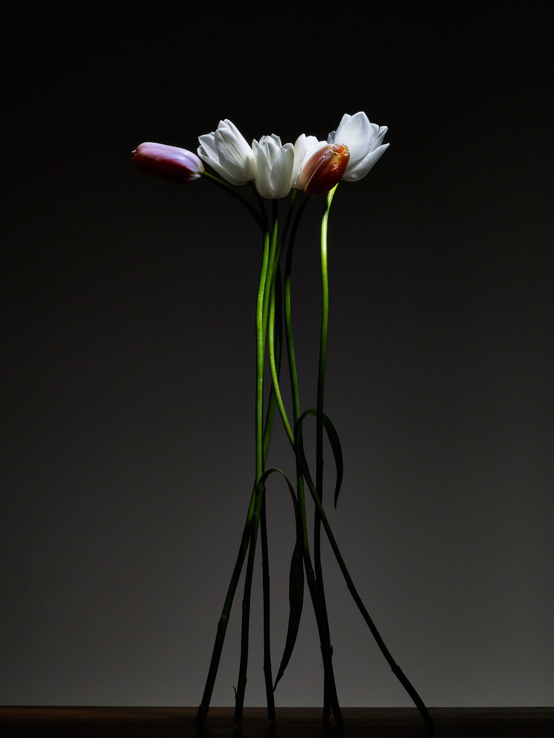 2015.02.10_Flowers109246.jpg